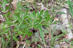 Nuttall's prairie parsley